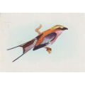 CIGARETTE CARD OUR SOUTH AFRICAN BIRDS NO. 82