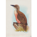 CIGARETTE CARD OUR SOUTH AFRICAN BIRDS NO. 91