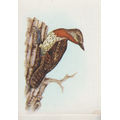 CIGARETTE CARD OUR SOUTH AFRICAN BIRDS NO. 92