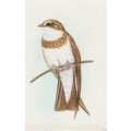 CIGARETTE CARD OUR SOUTH AFRICAN BIRDS NO. 98