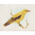 CIGARETTE CARD OUR SOUTH AFRICAN BIRDS NO. 100