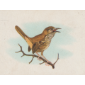 CIGARETTE CARD OUR SOUTH AFRICAN BIRDS NO. 114