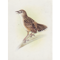 CIGARETTE CARD OUR SOUTH AFRICAN BIRDS NO. 116