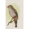 CIGARETTE CARD OUR SOUTH AFRICAN BIRDS NO. 118