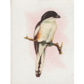 CIGARETTE CARD OUR SOUTH AFRICAN BIRDS NO. 123