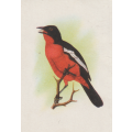 CIGARETTE CARD OUR SOUTH AFRICAN BIRDS NO. 124