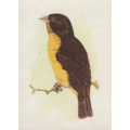 CIGARETTE CARD OUR SOUTH AFRICAN BIRDS NO. 139