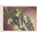 CIGARETTE CARD OUR SOUTH AFRICAN FLOWERS NO 63
