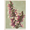 CIGARETTE CARD OUR SOUTH AFRICAN FLOWERS NO 64