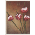 CIGARETTE CARD OUR SOUTH AFRICAN FLOWERS NO 65