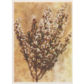 CIGARETTE CARD OUR SOUTH AFRICAN FLOWERS NO 66