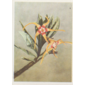 CIGARETTE CARD OUR SOUTH AFRICAN FLOWERS NO 72