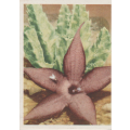 CIGARETTE CARD OUR SOUTH AFRICAN FLOWERS NO 74