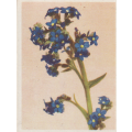 CIGARETTE CARD OUR SOUTH AFRICAN FLOWERS NO 75