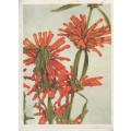 CIGARETTE CARD OUR SOUTH AFRICAN FLOWERS NO 76
