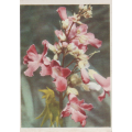 CIGARETTE CARD OUR SOUTH AFRICAN FLOWERS NO 82