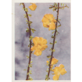 CIGARETTE CARD OUR SOUTH AFRICAN FLOWERS NO 83