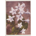 CIGARETTE CARD OUR SOUTH AFRICAN FLOWERS NO 87