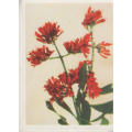 CIGARETTE CARD OUR SOUTH AFRICAN FLOWERS NO 88