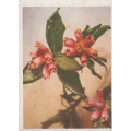 CIGARETTE CARD OUR SOUTH AFRICAN FLOWERS NO 89