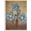 CIGARETTE CARD OUR SOUTH AFRICAN FLOWERS NO 93