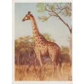 CIGARETTE CARD OUR SOUTH AFRICAN NATIONAL PARKS NO 4
