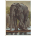 CIGARETTE CARD OUR SOUTH AFRICAN NATIONAL PARKS NO 8