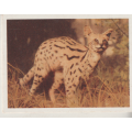 CIGARETTE CARD OUR SOUTH AFRICAN NATIONAL PARKS NO 22