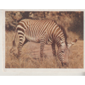 CIGARETTE CARD OUR SOUTH AFRICAN NATIONAL PARKS NO 23