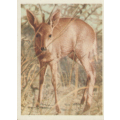 CIGARETTE CARD OUR SOUTH AFRICAN NATIONAL PARKS NO 48