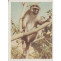 CIGARETTE CARD OUR SOUTH AFRICAN NATIONAL PARKS  NO 76