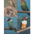 BIRDS SET OF 6 POST CARDS