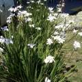 African Iris seeds X 20 Seeds