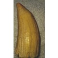 Sperm Whale Tooth