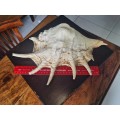 Gaint 34cm Long Spider Conch sea shell
