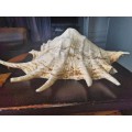 Gaint 34cm Long Spider Conch sea shell