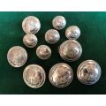 ROYAL NATAL CARBINEERS WHITE METAL TUNIC BUTTONS-WORN FROM 1936- 11 IN TOTAL-SOLD TOGETHER