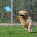 3 PACK Dog Frisbee Toy - Ideal for training and to spend some quality time with your dogs