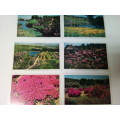 6 x Vintage Postcards Relating to Wild Flower Reserve Caledon