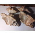 Four Solid Seashells