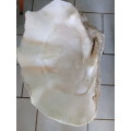 Seashell Giant Clam