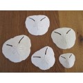 DELICATE AND RARE - FIVE SEA URCHIN PANSY/SAND DOLLAR SHELLS