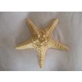 TREASURES FROM THE SEA TO ADD TO YOUR SHELL COLLECTION - THREE LARGE STARFISH
