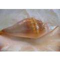 Giant Spider Conch (Lambis) seashell in great condition