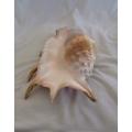 Giant Spider Conch (Lambis) seashell in great condition