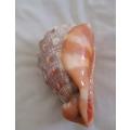 Large King Helmet (cassis Tuberosa) seashell in great condition