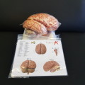 NEW!! GREAT anatomy model - human brain