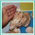 JOBLOT OF SEA SHELLS AND CORAL  BID IS FOR ALL