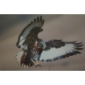Magnificent Wings By Nigel J Dennis (African fish eagle)