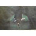 Magnificent Wings By Nigel J Dennis (African fish eagle)